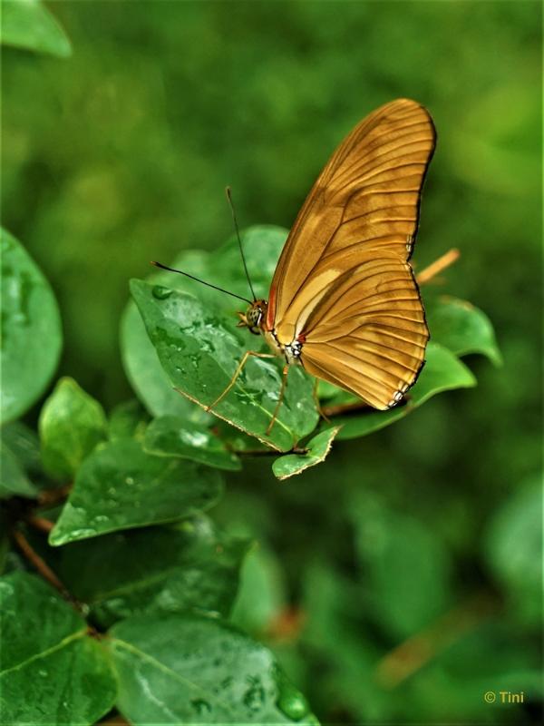 bdFoto 6.JPG - Artis en de hortus botanicus